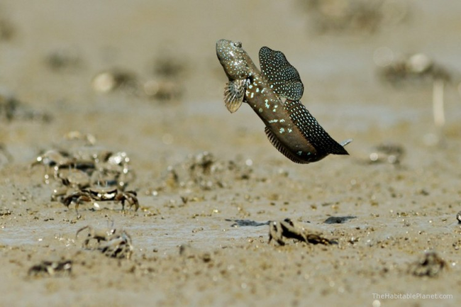 2.) Mudskipper