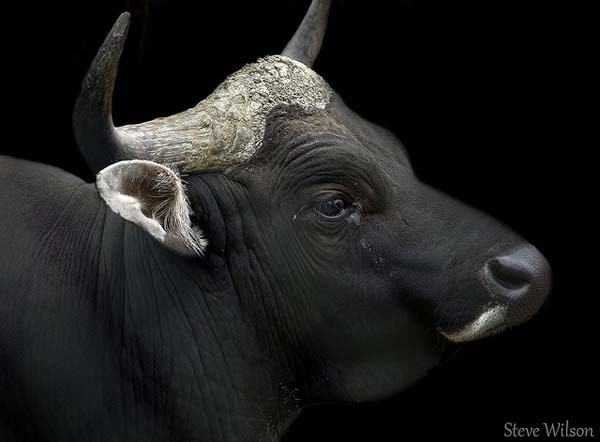 28.) Bulls aren't affected by the color red. They are color blind.