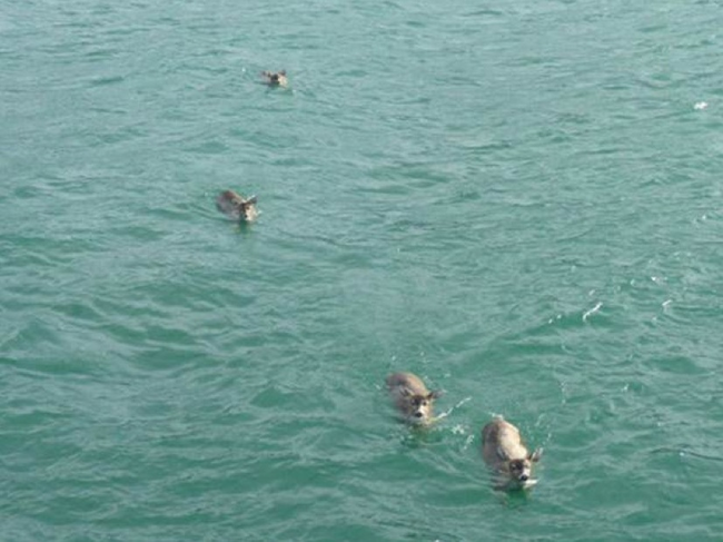 The deer swimming towards the boat.