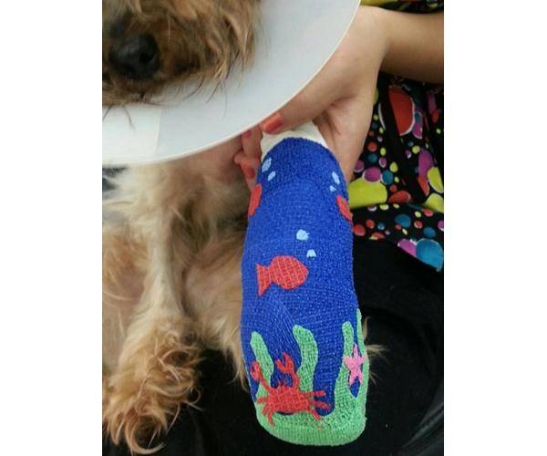 Dogs don't always appreciate art, so this colorful cast also comes with a cone of shame.