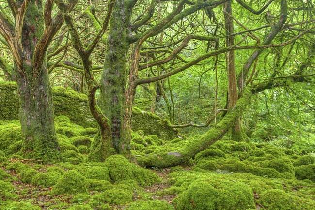 1.) Entrance to the Fairy Kingdom.