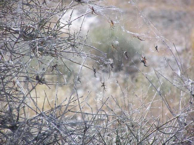 Yes, LOTS of spiders. During the summer months they're everywhere along the lake.