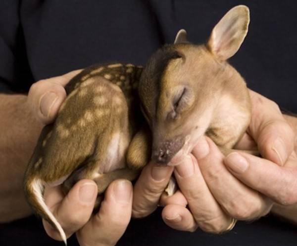 He was so premature that he couldn't even open his eyes or suckle, but he was kept under 24-hour watch in an incubator.