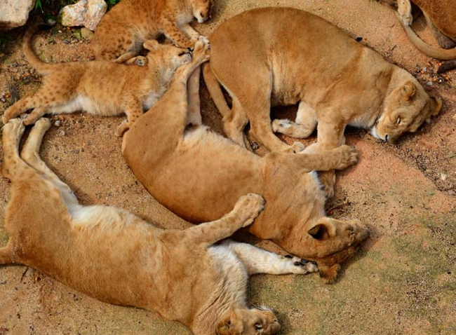 28.) If only I could curl in in between these soft, soft, dangerous, soft lions.