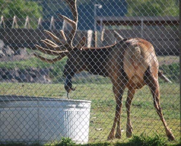 Then he used his antlers to help and pulled something small and fuzzy out of the water.