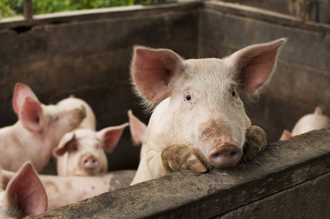 Pigs also slurp, just like us.