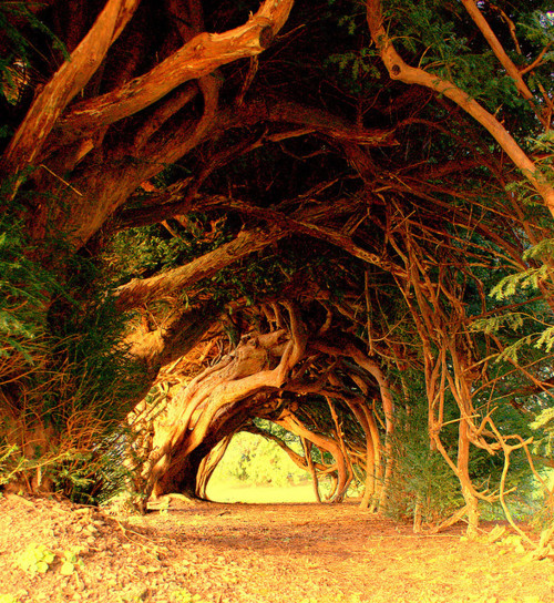 8. A tunnel of 1,000 year old yew trees in Wales.