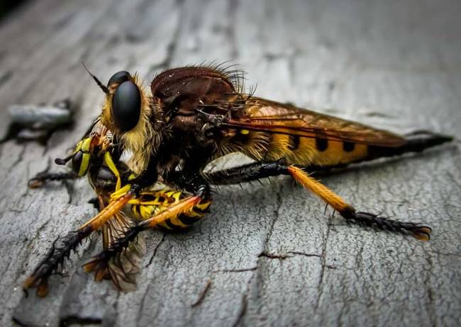 This is the robber fly, also known as an assassin fly. Here is one enjoying a nice, tasty wasp. Yummy.