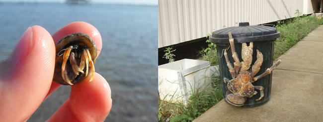 Coconut Crabs start out teeny tiny and then they really grow up.