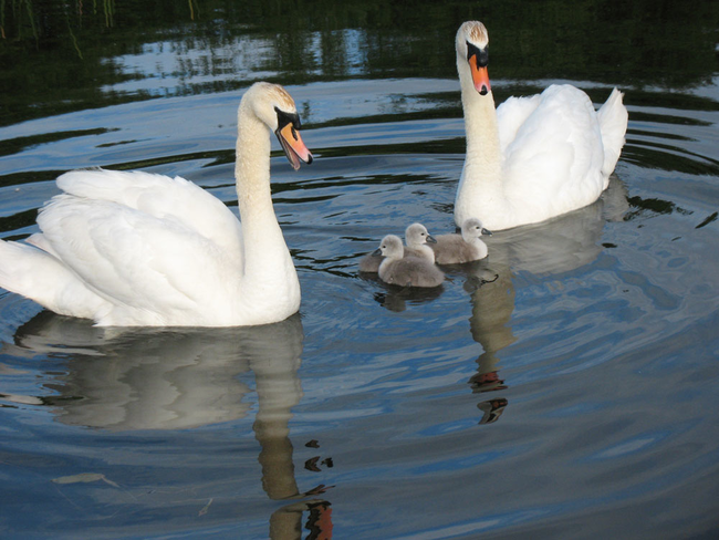 1.) A ballet of swans.