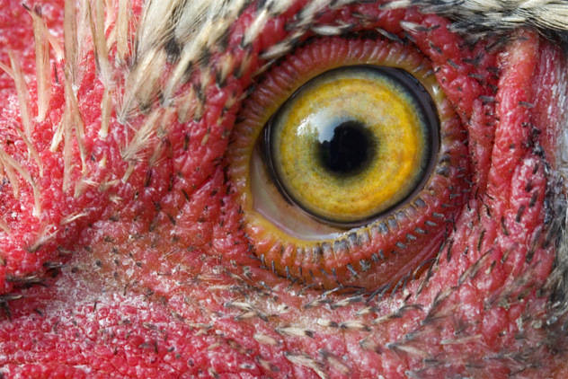 A chicken's eye ball is also going to be huge for science.