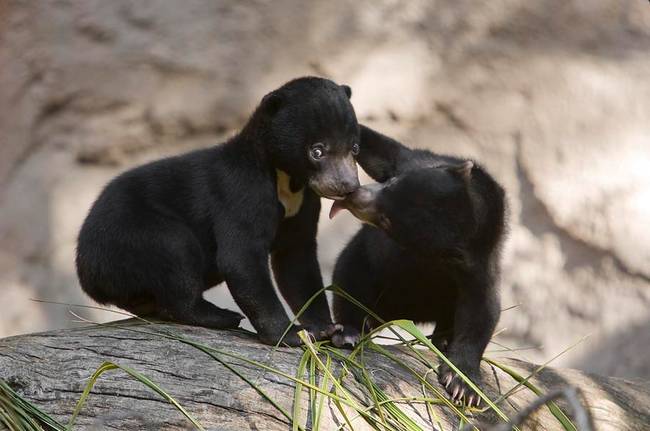 Okay, we stand corrected - their babies are still adorable!