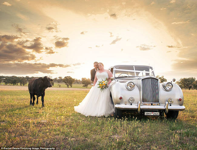 Photographer Rachel Deane wanted to make the most of the curious bovine and instructed Rebecca and Brian to ignore it.