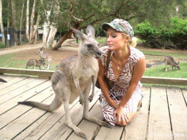 Those kangaroos really like Paris Hilton.