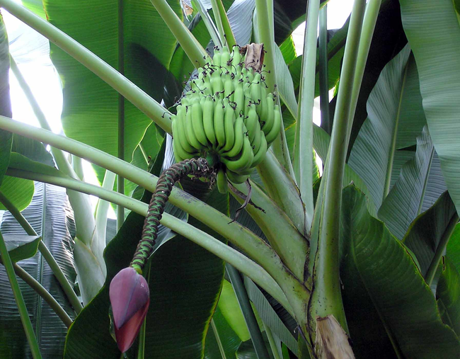 5.) Bananas grow on the flower of an extremely big plant.