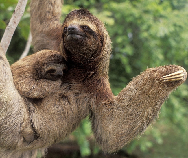 10.) Sloths have only one baby a year and won't have another until that baby sloth can live independently.