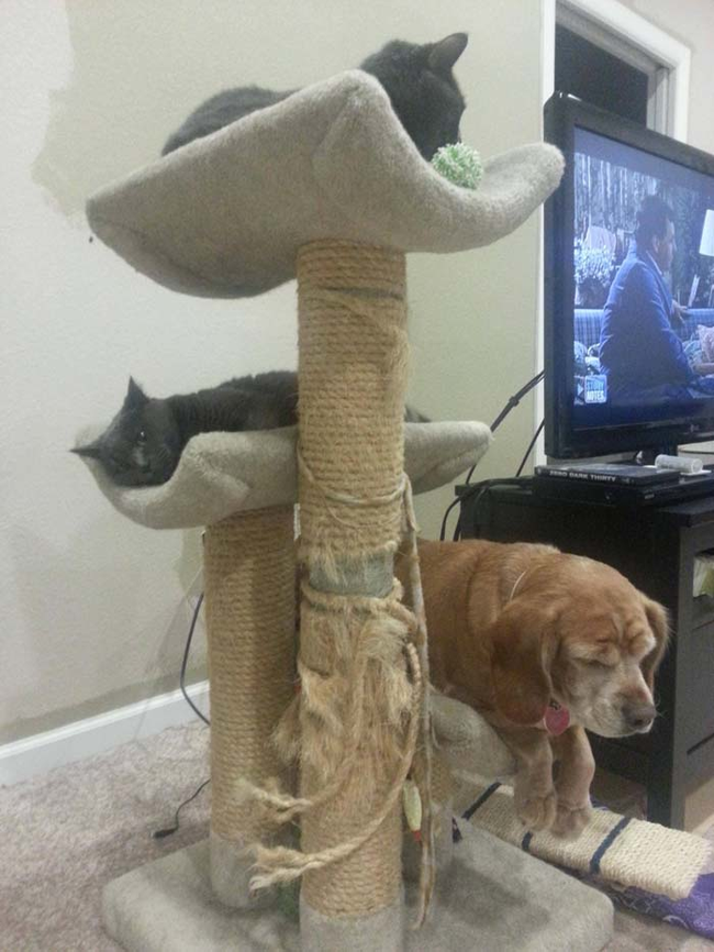 7.) There's always more room on the cat tree.