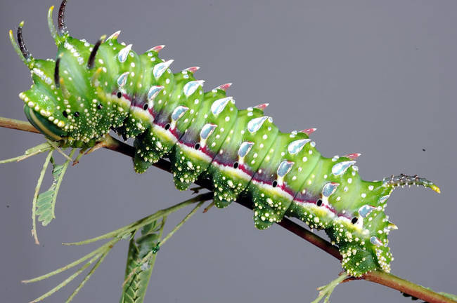 17.) Hubbard’s Small Silkmoth