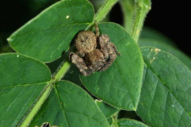 Bird-Turd Spider - <em>Calaenea</em>