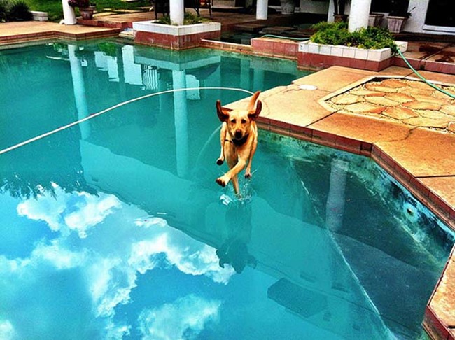 28.) Spike didn't realize his owner took the pool cover off for the first time this year.