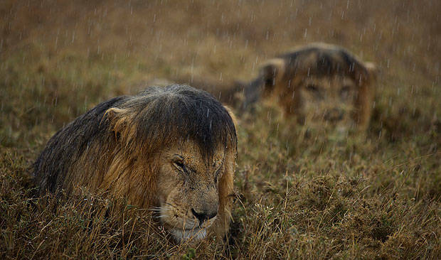 "Ugh, I hate the rain. Don't you, Bob?"