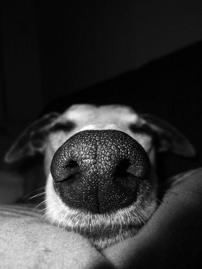 13.) Nose prints for dogs are like finger prints for humans. No two are exactly alike.