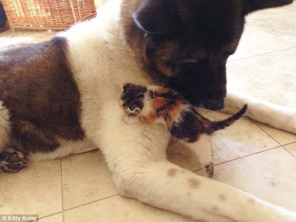 The retired guard dog who <a href="https://www.viralnova.com/big-dog-adopts-kitten/" target="_blank">adopted an abandoned kitten</a>.