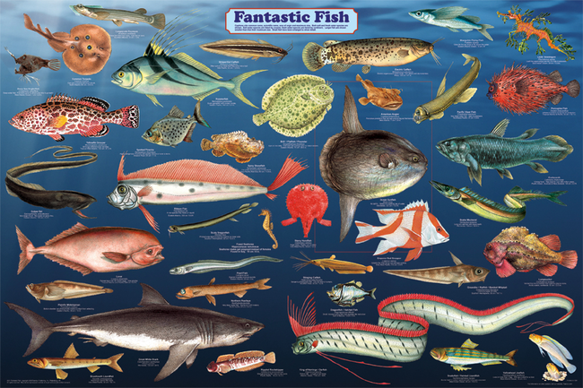 7.) Fish Posters