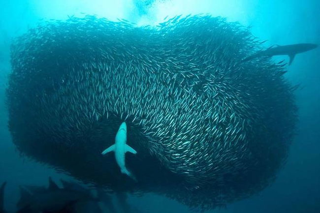 Sharks looking for a meal.