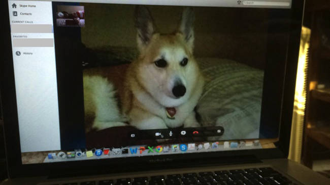 Long-distance doggy dating is so much easier now.