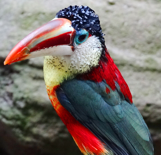 6.) Curl-Crested Aracari