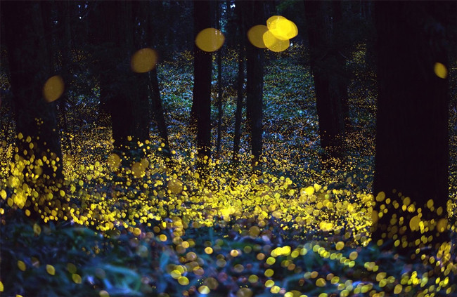 17.) Fireflies are completely harmless. They don't even carry diseases.