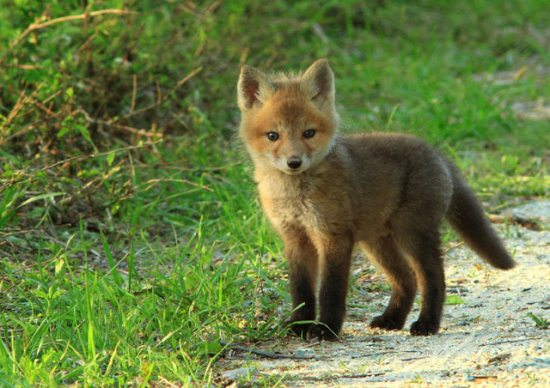 Baby fox is on the hunt.