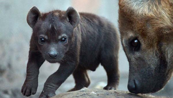 They removed the snare, treated the mother’s wounds, gave her antibiotics and rehydrated her.