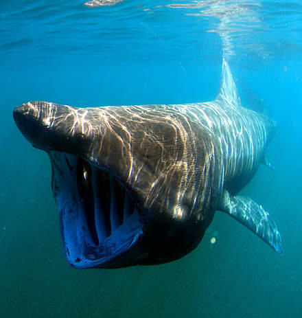 Basking sharks may look like something the Millennium Falcon might mistakingly get swallowed up by, but they actually prefer to eat plankton. They're also quite playful in nature.