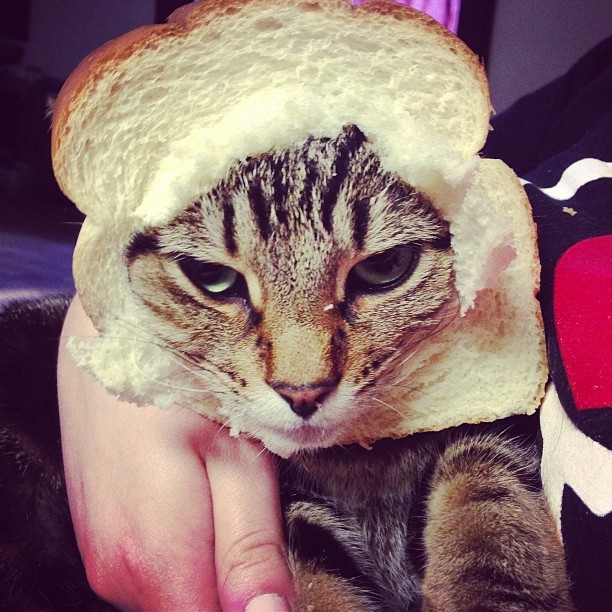 He does this every time he sees white bread in the house.