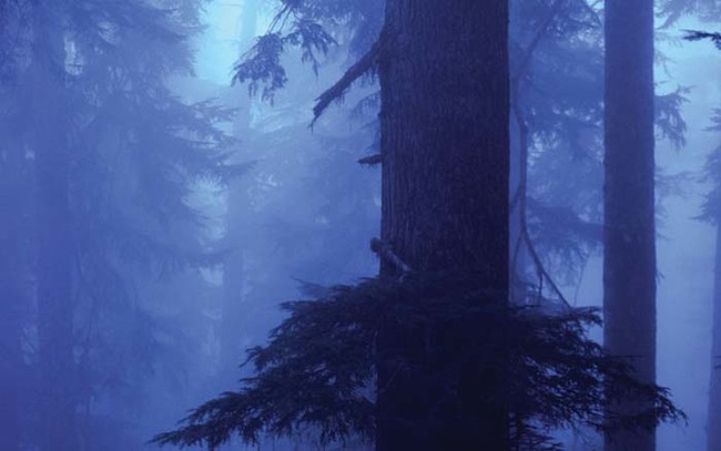 The Canadian hemlock is at home in dark forests, looming in the mist.