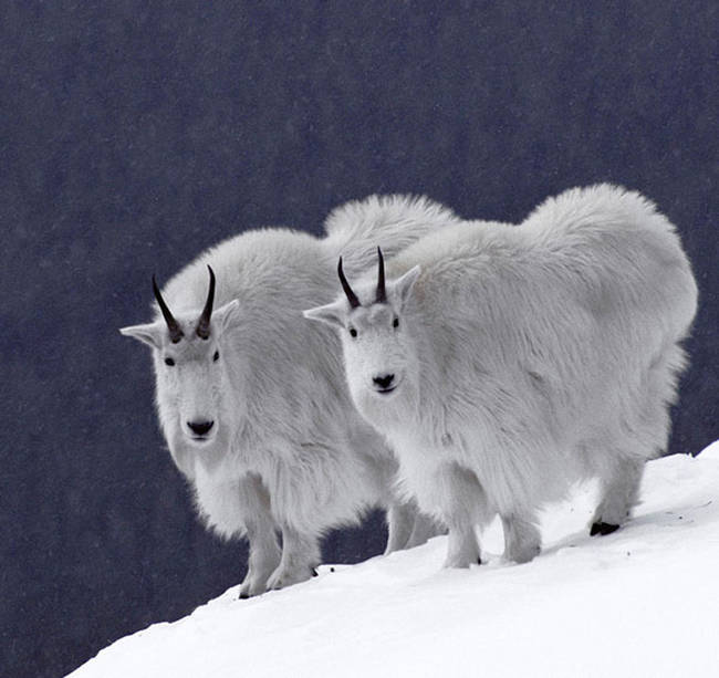10.) Gorgeous mountain goats.