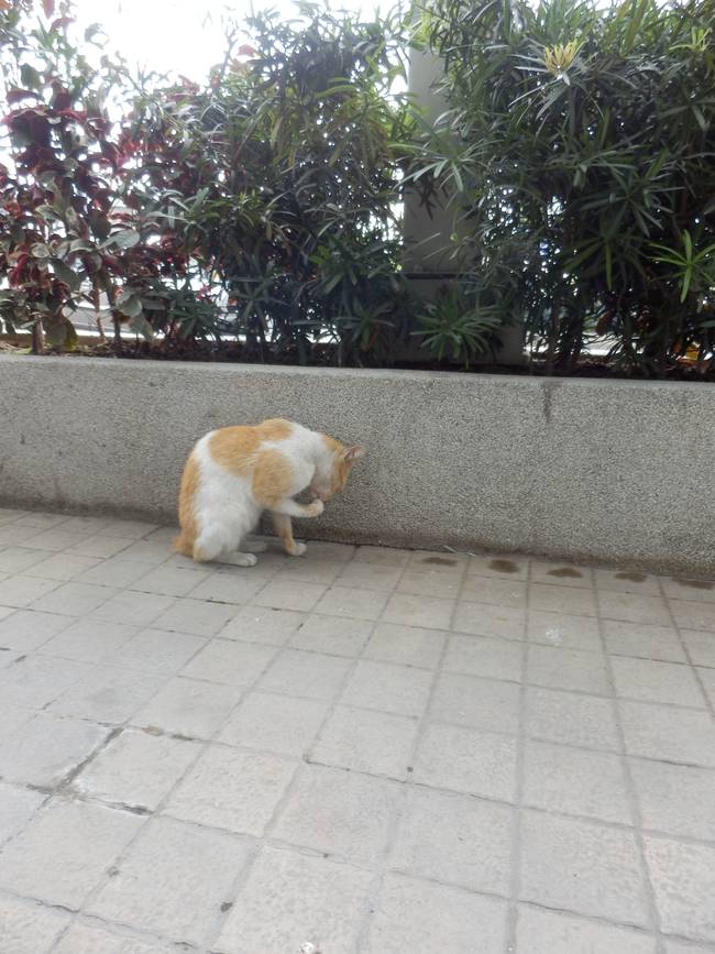 The Cat, Mango, was discovered on the porch of the condo where they were staying.