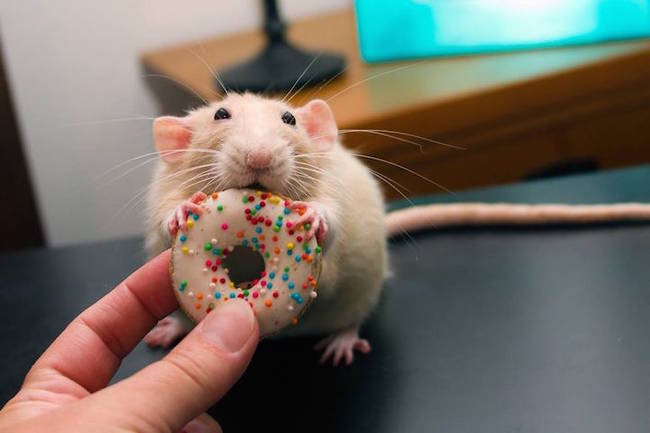 Everyone likes donuts, especially when granted on high from your personal human.