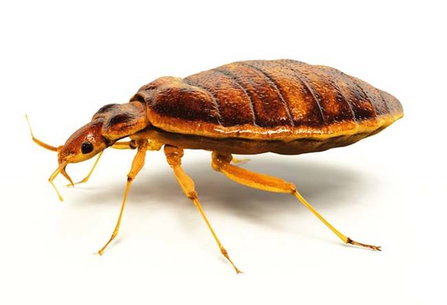 Bedbugs feed on human and animal blood. If you don't think about them sucking your blood, they're pretty impressive creatures. They track hosts, by sensing their body heat, and carbon dioxide emissions. While they're feeding bedbugs also inject a numbing chemical into the skin. This way it's more a tickling sensation, than a biting one. Which is also why you don't wake up when they feed on you in your sleep.