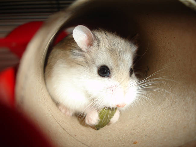 I'm going to break my record for how many sunflower seeds I can fit in my cheeks. My current record is 20.