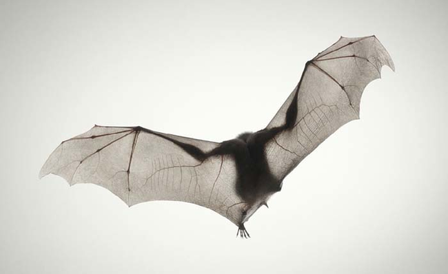 4.) Bats.
