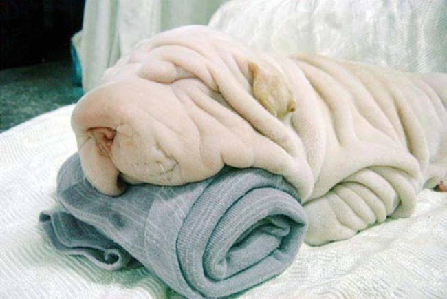 3.) Shar Pei puppy looks like a towel