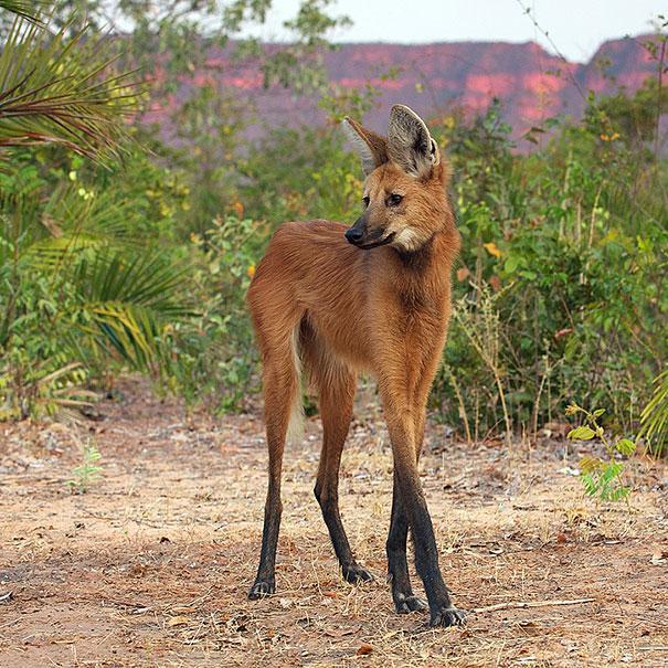 9.) The Maned Wolf