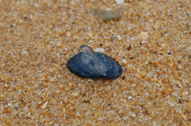 Apparently, these creatures have been beach-bound after a change in the winds and currents that typically take them out to sea.