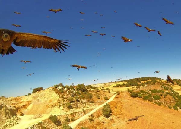 32.) A flock of vultures scour the countryside for food (Ronda, Spain).