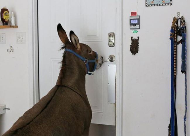 Maybe the pup is jealous that he's not as skilled as Joplin at opening doors.