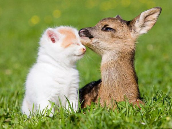 2.) Can fawns purr?