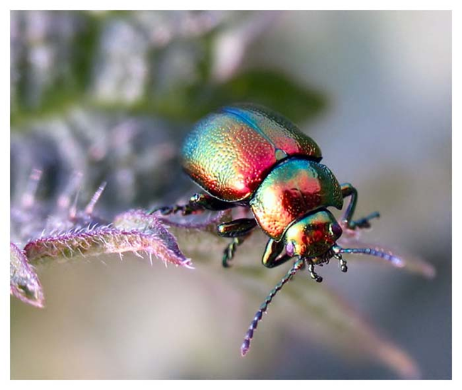 19.) Metallic Beetles.